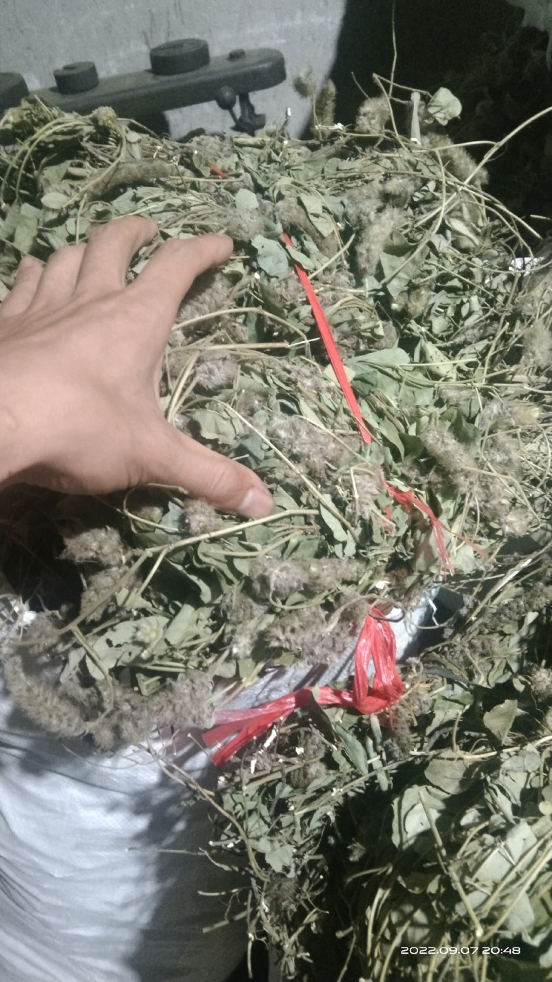 狸尾草来自广西的狸尾草干货