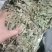 狸尾草来自广西的狸尾草干货
