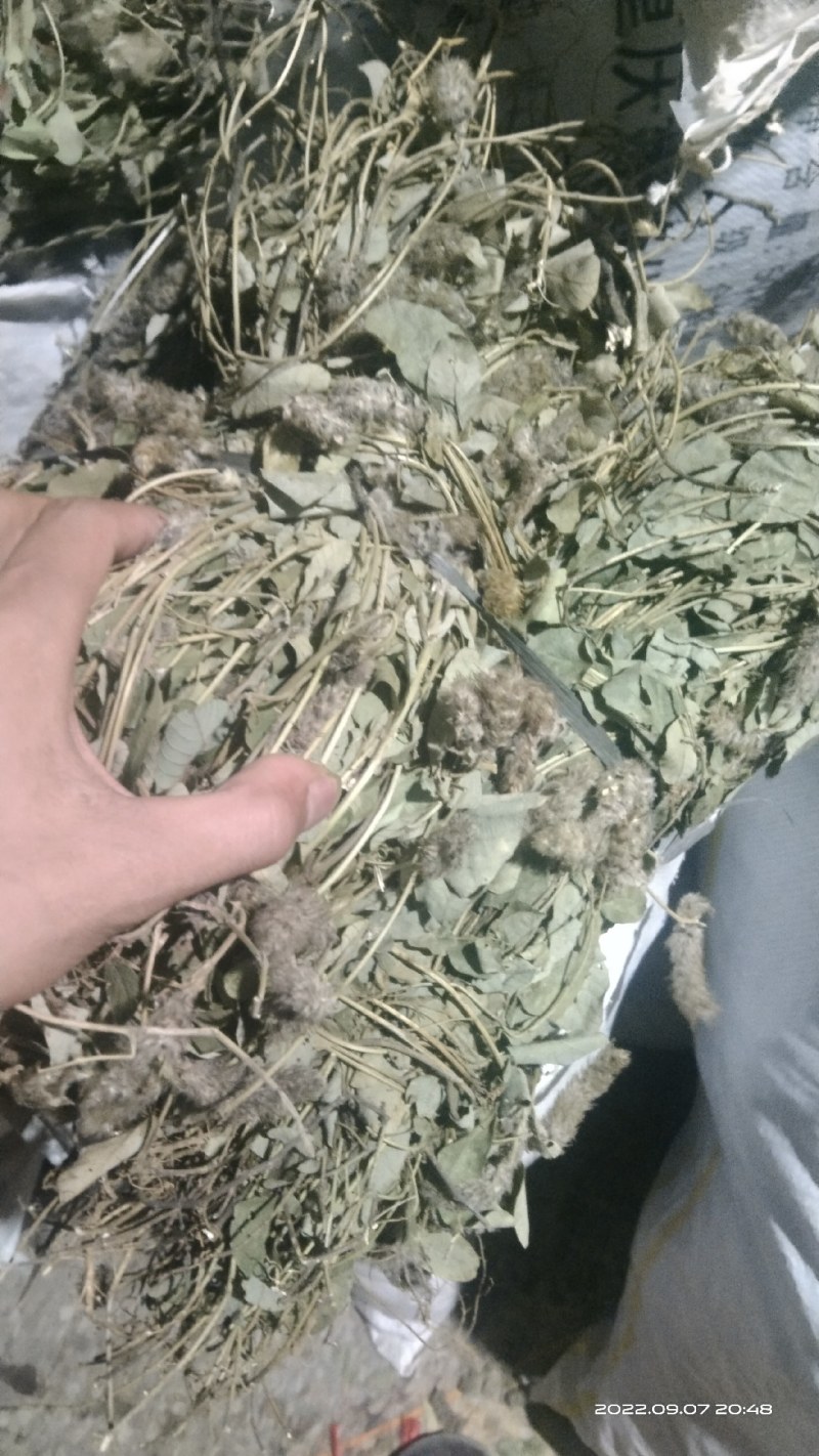 狸尾草来自广西的狸尾草干货