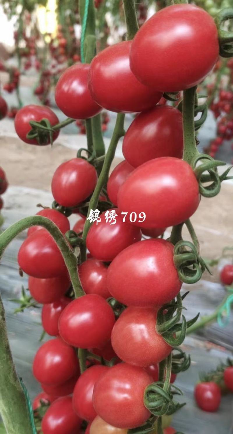 圣女果苗番茄苗釜山88樱桃番茄苗耐低温西红柿苗