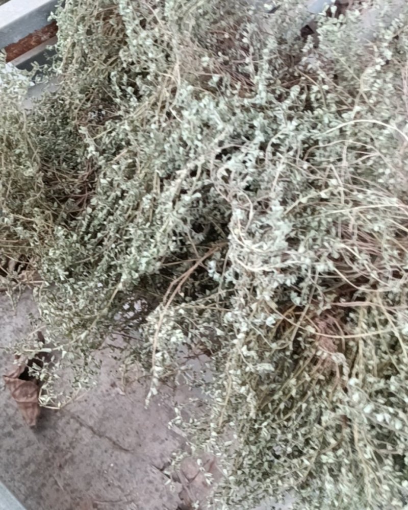 奶浆草，又叫血见愁有人收购吗