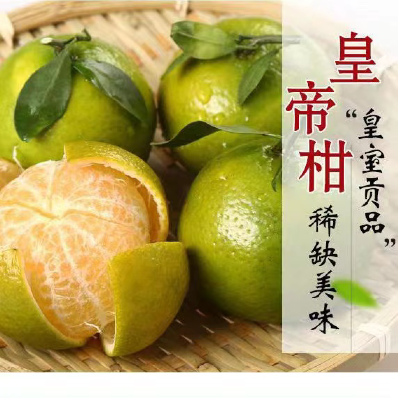 广西皇帝柑，10月中上市，现摘现发，欢迎订购