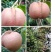 油茶果