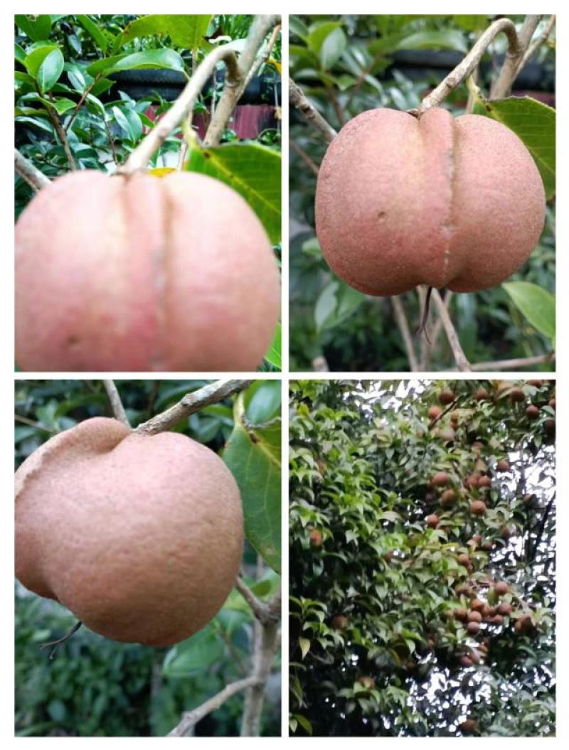 油茶果