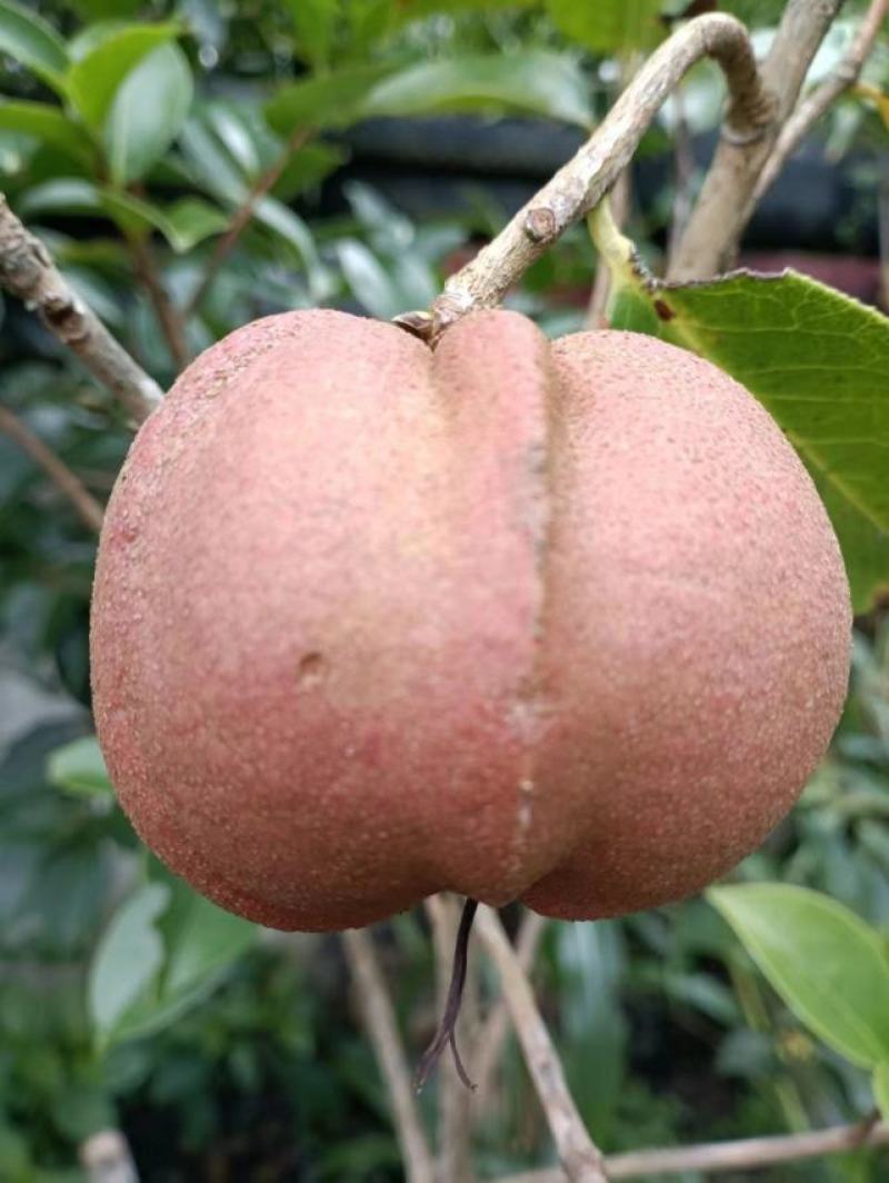 油茶果