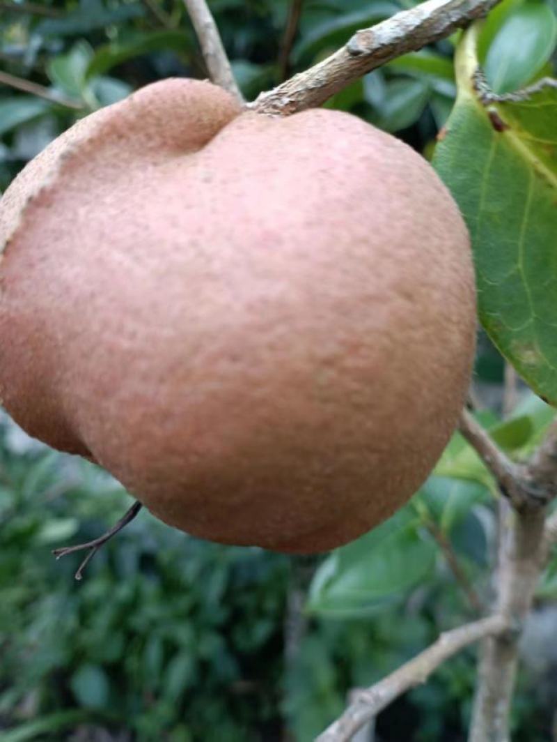 油茶果
