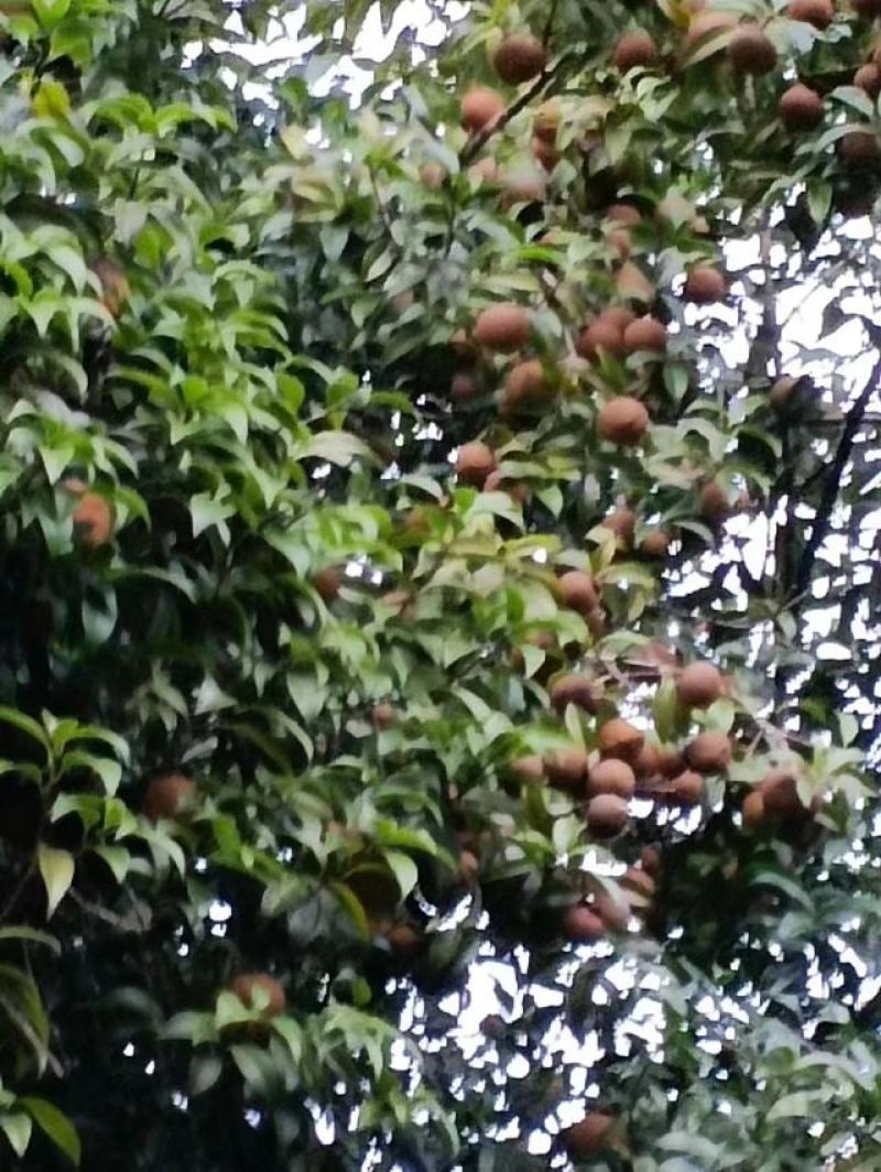 油茶果