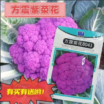 紫色菜花种子农家有机西兰花种子早熟进口紫花菜种子菜