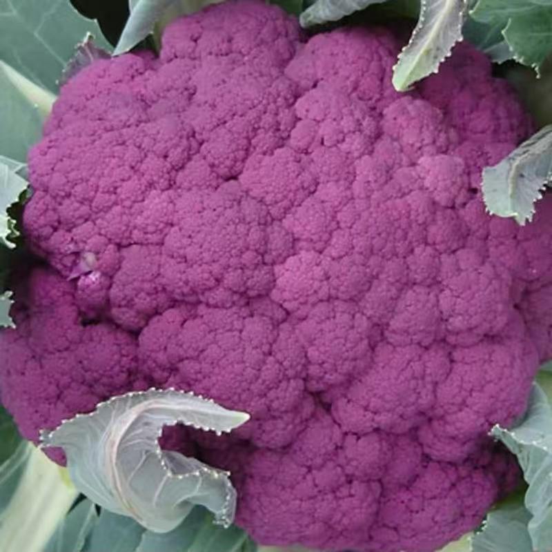 紫色菜花种子农家有机西兰花种子早熟进口紫花菜种子菜