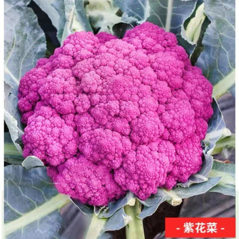 紫色菜花种子农家有机西兰花种子早熟进口紫花菜种子菜
