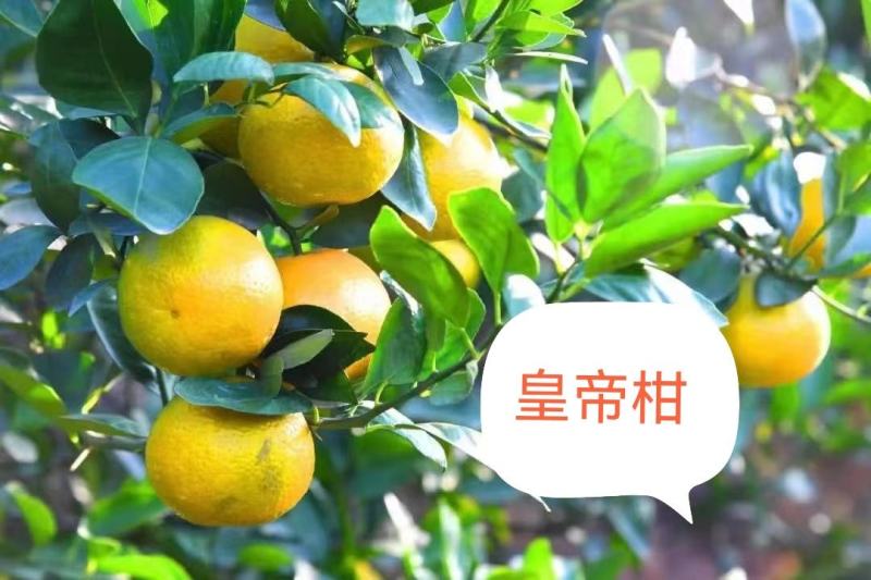 大量供应两广早熟皇帝柑，电商、市场都有货
