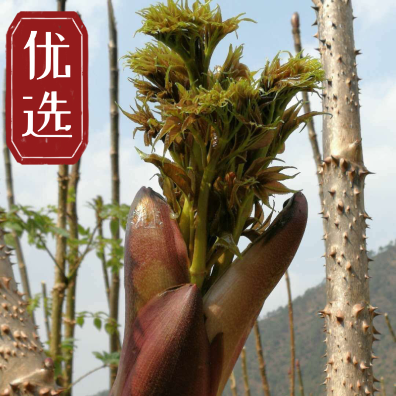 刺老包，刺嫩芽，树头菜，原产地供应，不零售