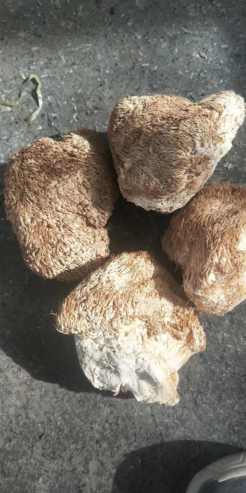 精品猴头菇，黑龙江产地发货，质量保证货源充，欢迎电联下单