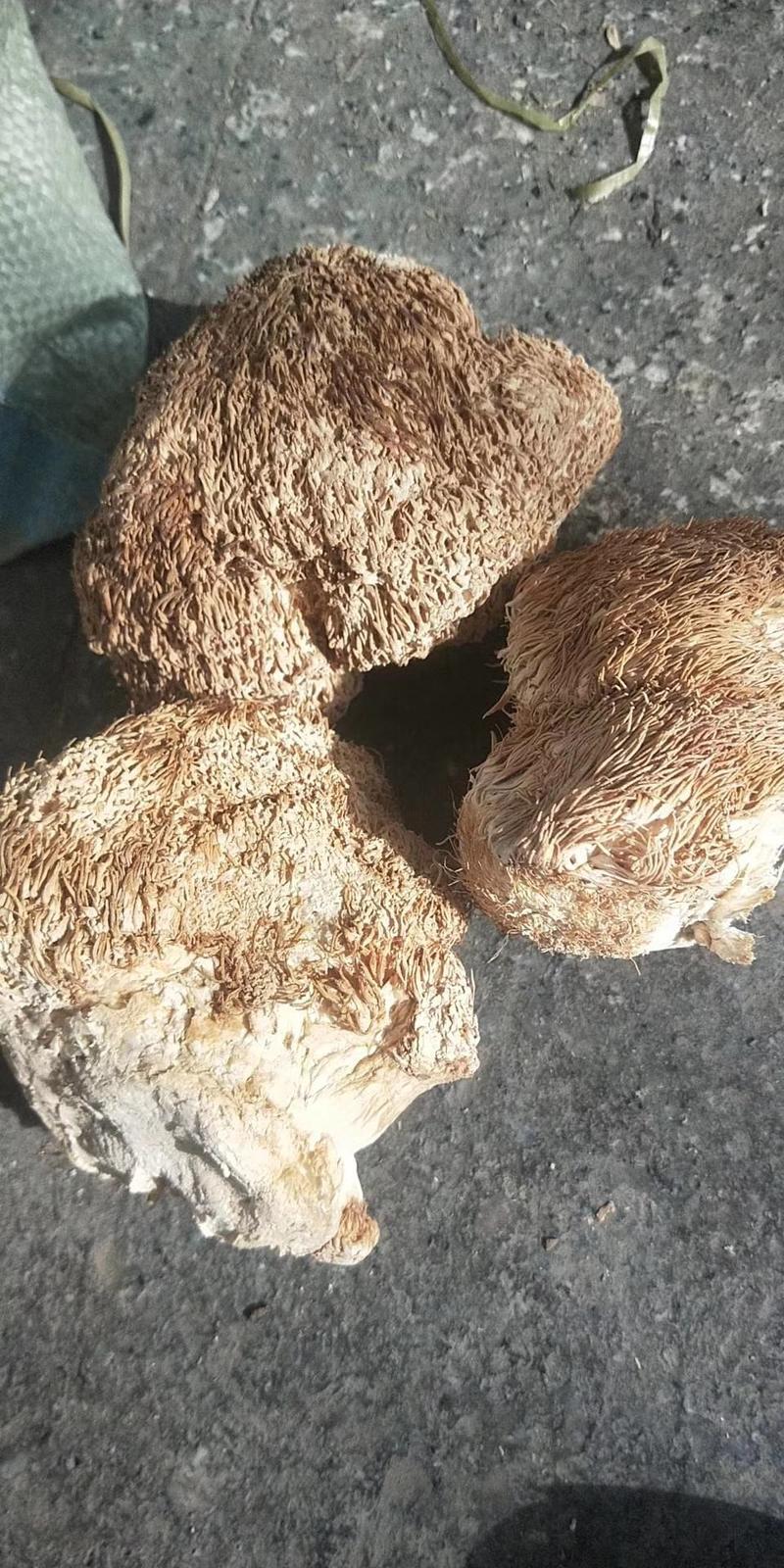精品猴头菇，黑龙江产地发货，质量保证货源充，欢迎电联下单