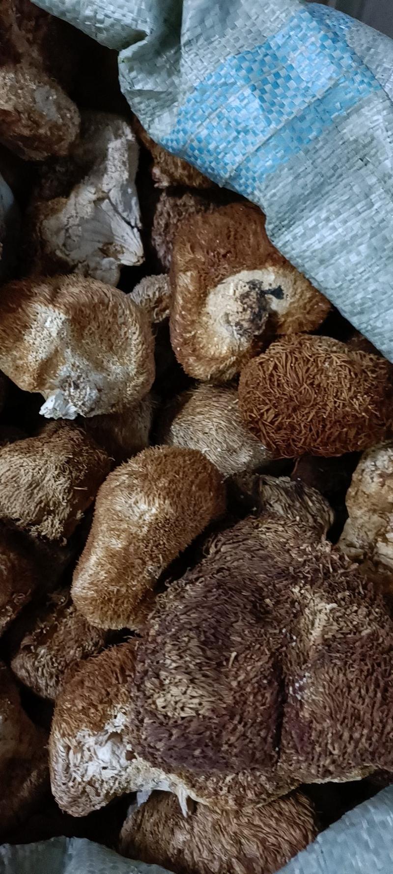 精品猴头菇，黑龙江产地发货，质量保证货源充，欢迎电联下单