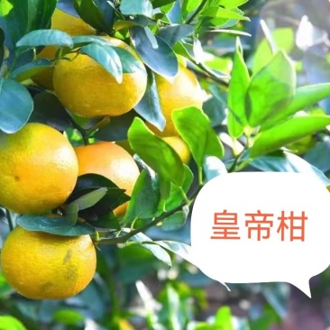 大量供应两广早熟皇帝柑，电商社区团购，市场商超都可以