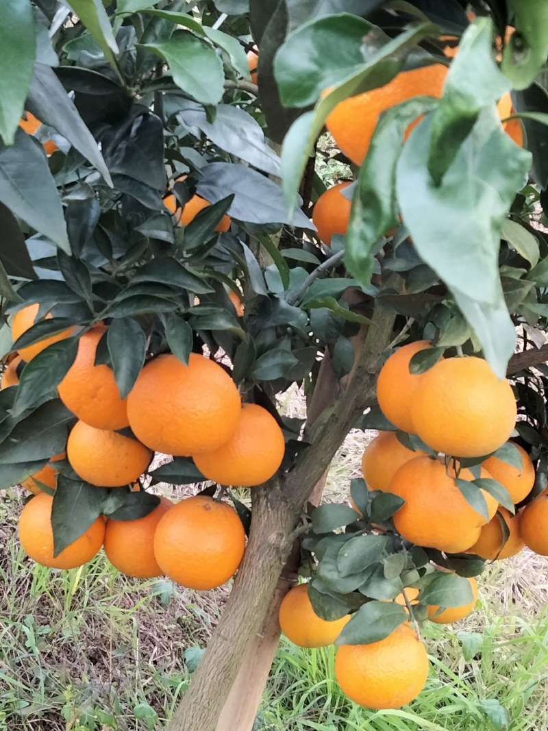 爱媛38果冻橙口感好汁多皮薄一件代发批发