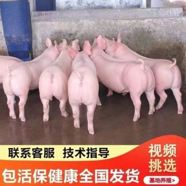 《大白一元母猪》英系大白一级大白母猪支持全国发货