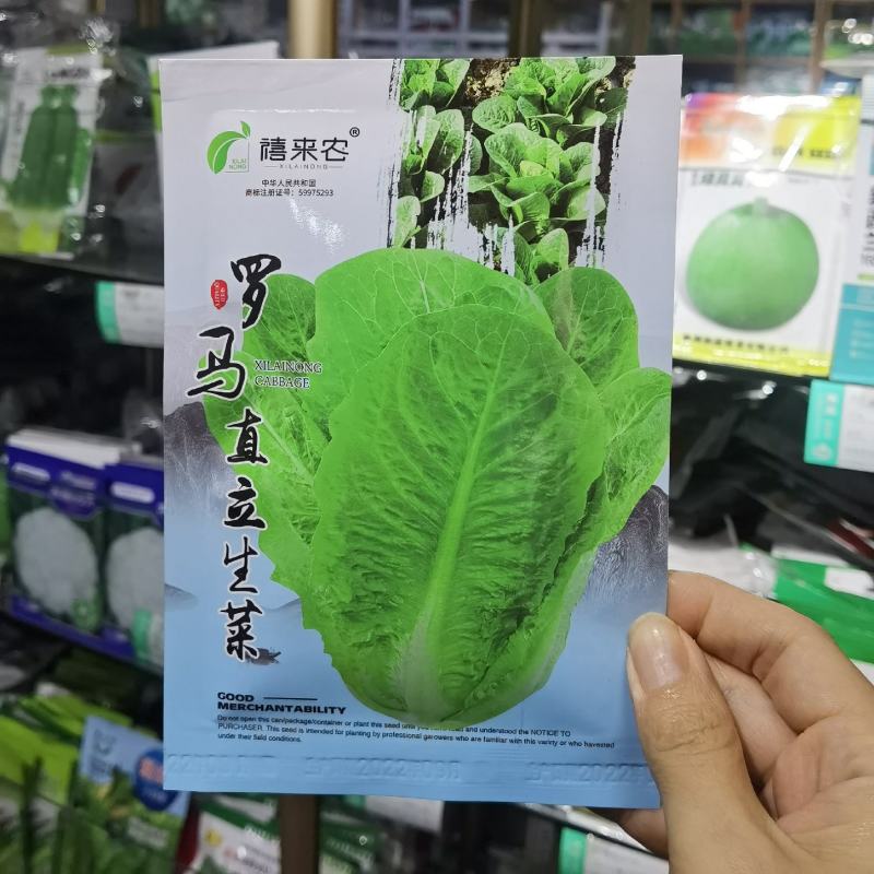 罗马直立生菜种子孔雀菜高产耐热四季香菜种子庭院可沙拉蔬菜