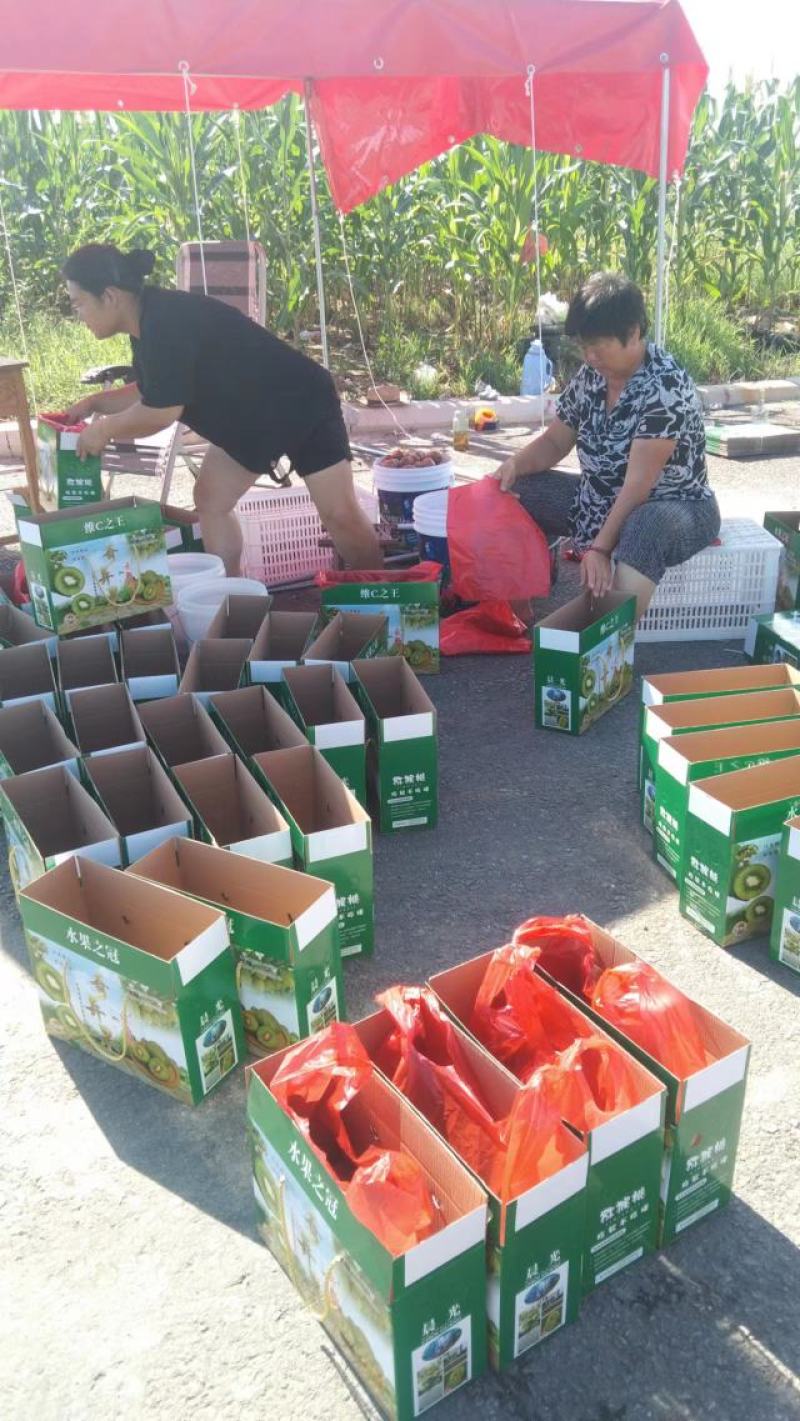 山东省临沂市平邑县温水永西村晨光猕猴桃（奇异果）采摘园