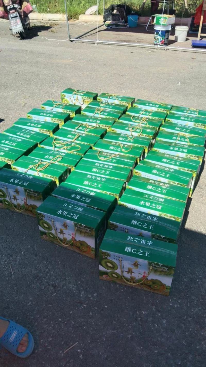山东省临沂市平邑县温水永西村晨光猕猴桃（奇异果）采摘园