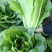 罗马直立生菜种子孔雀菜高产耐热四季香菜种子庭院可沙拉蔬菜