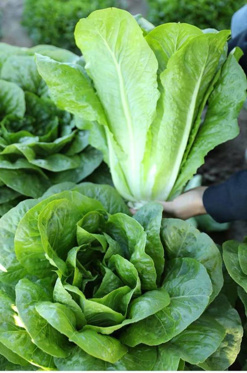 罗马直立生菜种子孔雀菜高产耐热四季香菜种子庭院可沙拉蔬菜