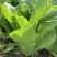 罗马直立生菜种子孔雀菜高产耐热四季香菜种子庭院可沙拉蔬菜