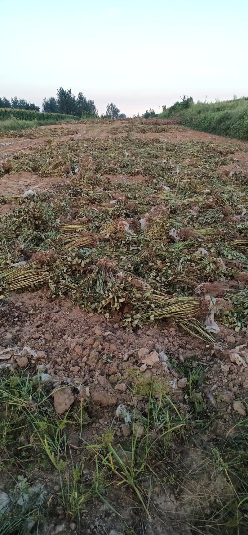 出大量花生秧，无发霉包质量