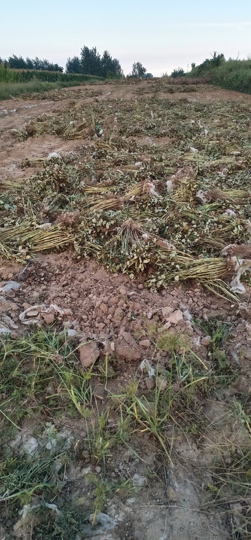 出大量花生秧，无发霉包质量