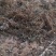 出大量花生秧，无发霉包质量