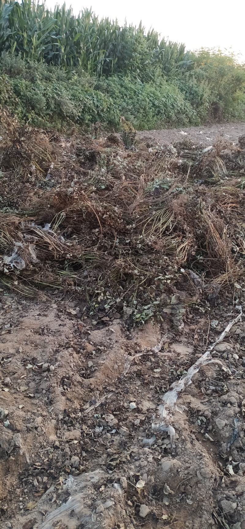 出大量花生秧，无发霉包质量