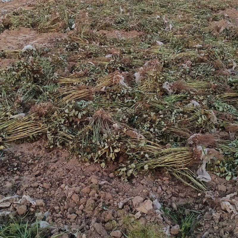 出大量花生秧，无发霉包质量