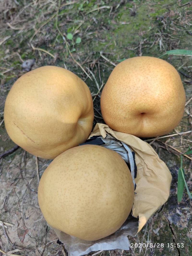 晚秋黄梨大量供应，万亩梨园上市中，欢迎洽谈采购。