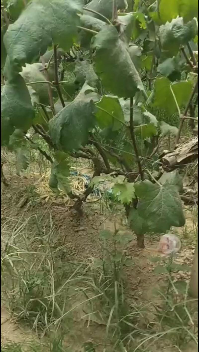 山楂树，山东聊城冠县四季水果苗木基地占地桃树，绿化树基地