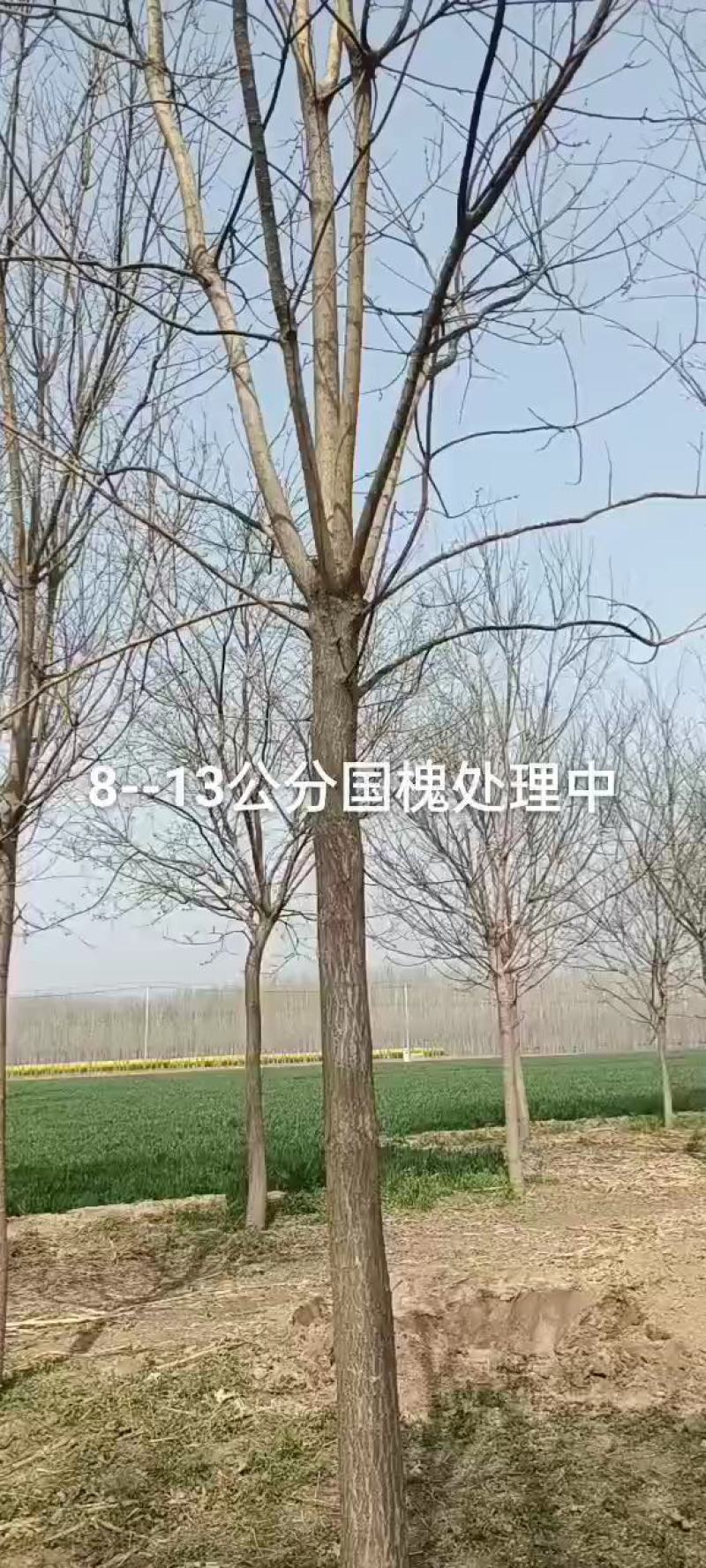 山楂树，山东聊城冠县四季水果苗木基地占地桃树，绿化树基地