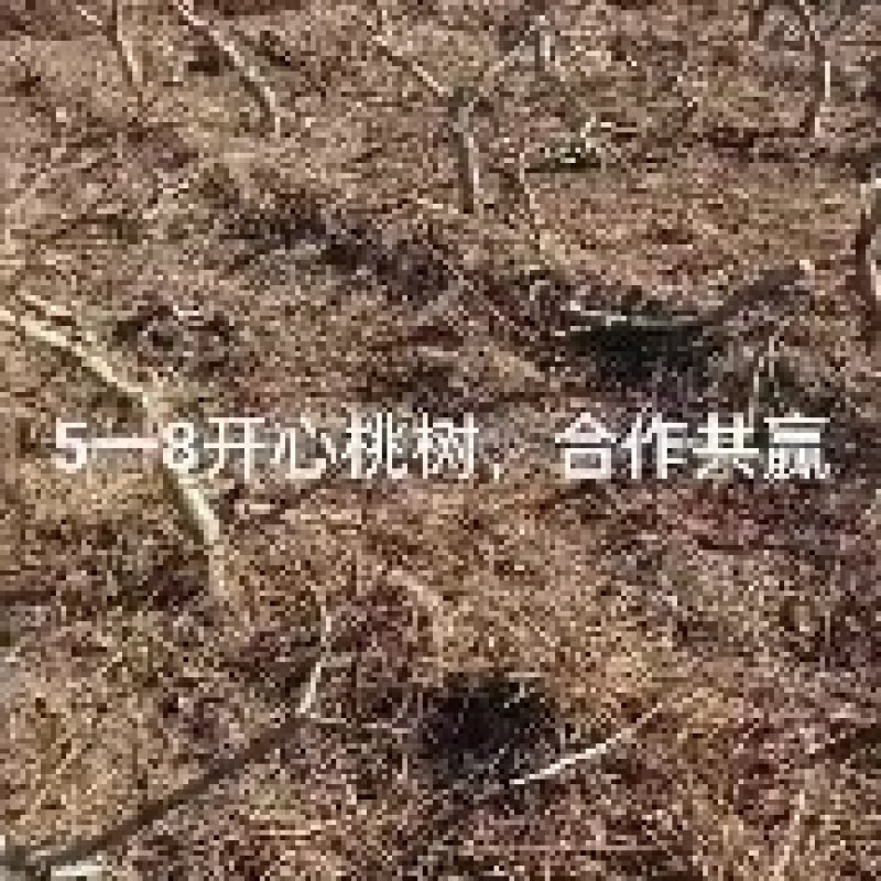 山楂树，山东聊城冠县四季水果苗木基地占地桃树，绿化树基地