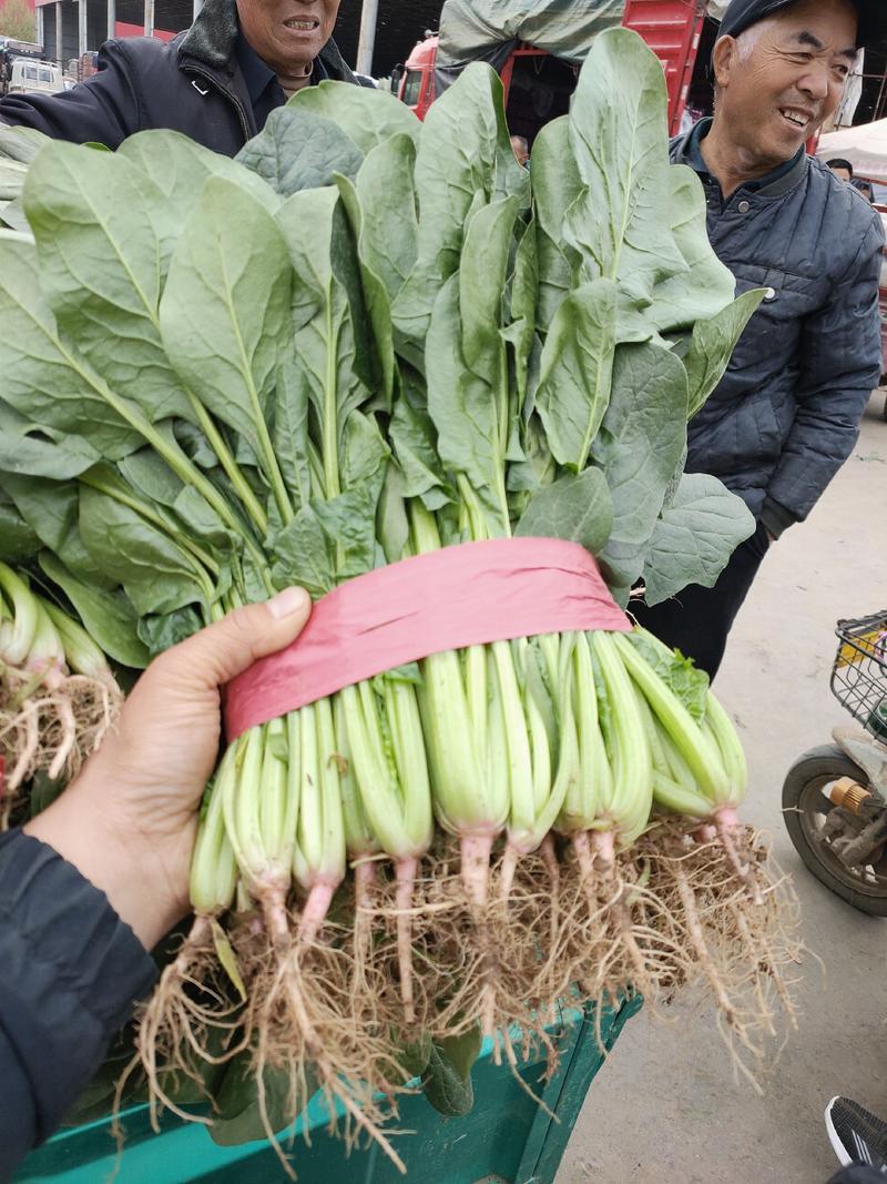 菠菜大量上市中，大叶菠菜，产地直供，品质好。欢迎咨询