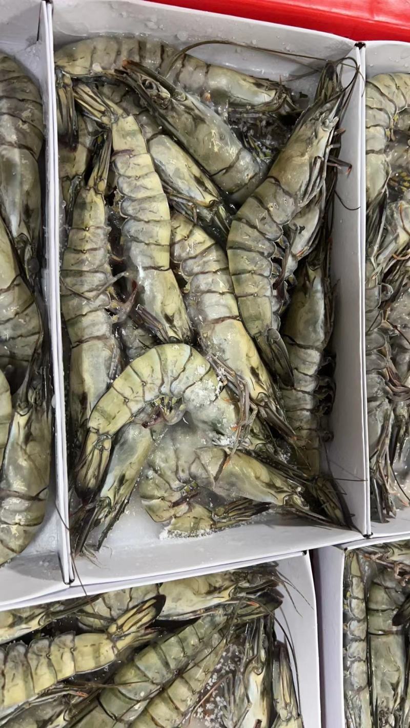 海水虾/活冻/超红/超鲜/斑节虾/金刚虾/黑虎虾