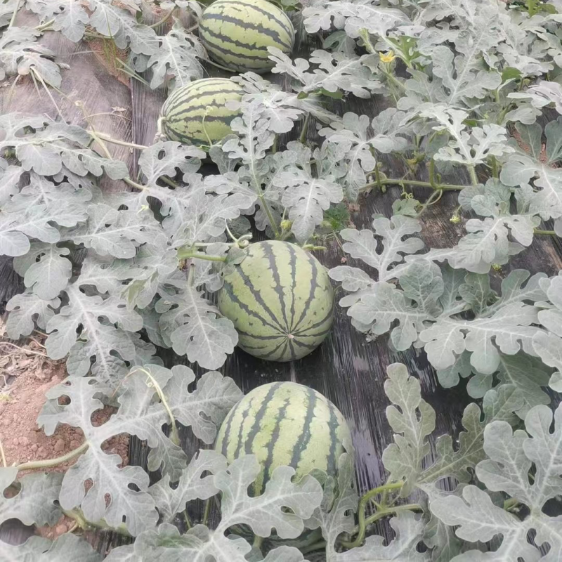 新拳王西瓜苗京欣西瓜甜度高口感酥脆