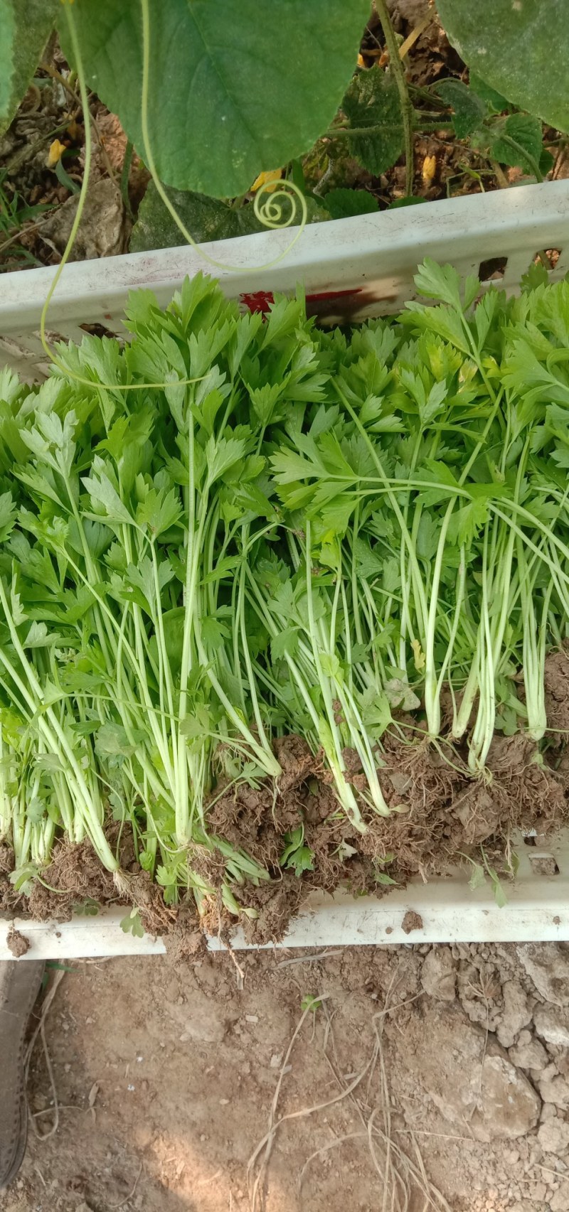 安徽砀山皇后芹菜苗西芹，产地一手货源，质量保证，欢迎进店