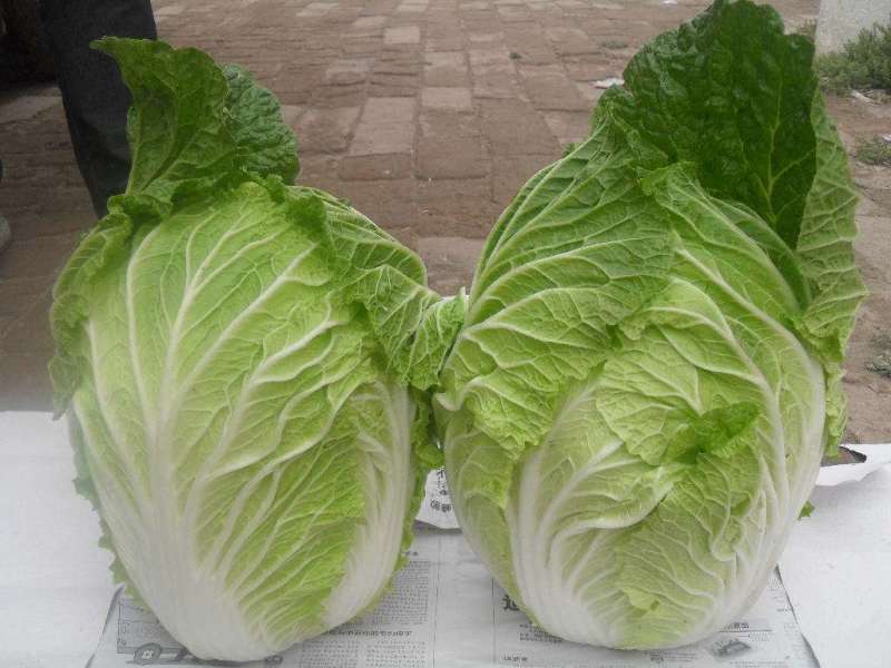 大白菜，小棵叶多梗子短。口感脆甜，可以袋装也可散装。