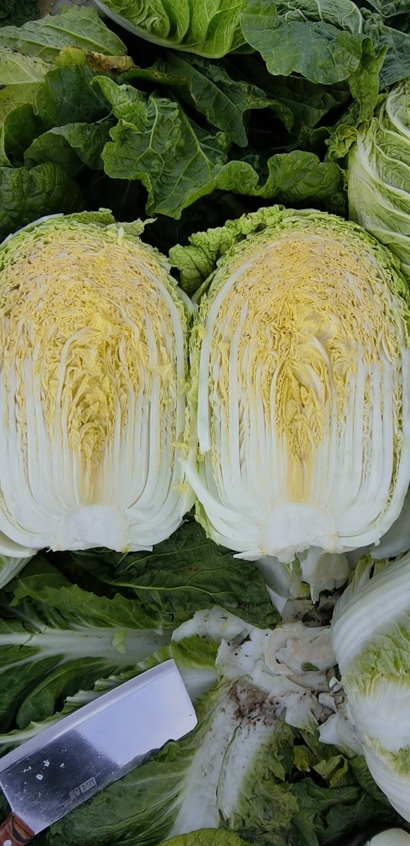 吉林白菜玲珑黄大量供应诚信发货一手货源质量保证