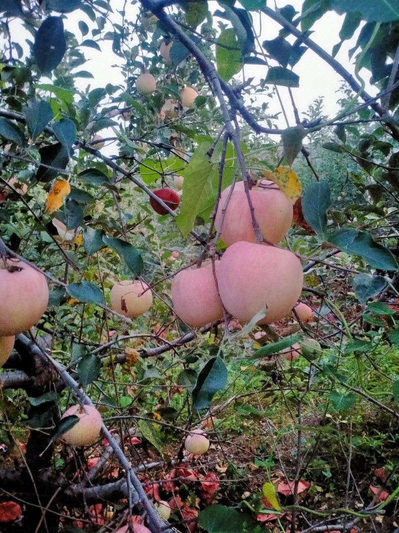 万亩精品红富士苹果，产地，货源充足，果园现采摘，口感脆甜