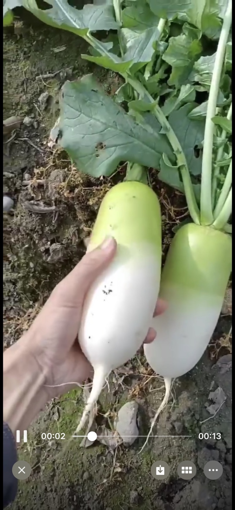 水果萝卜