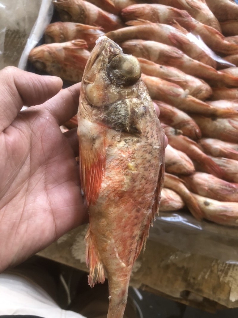 红头鱼红头鱼批发红娘鱼红娘鱼批发