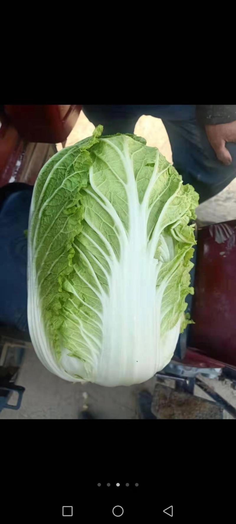 湖北白菜玲珑黄大吨位供应保质保量诚信发货