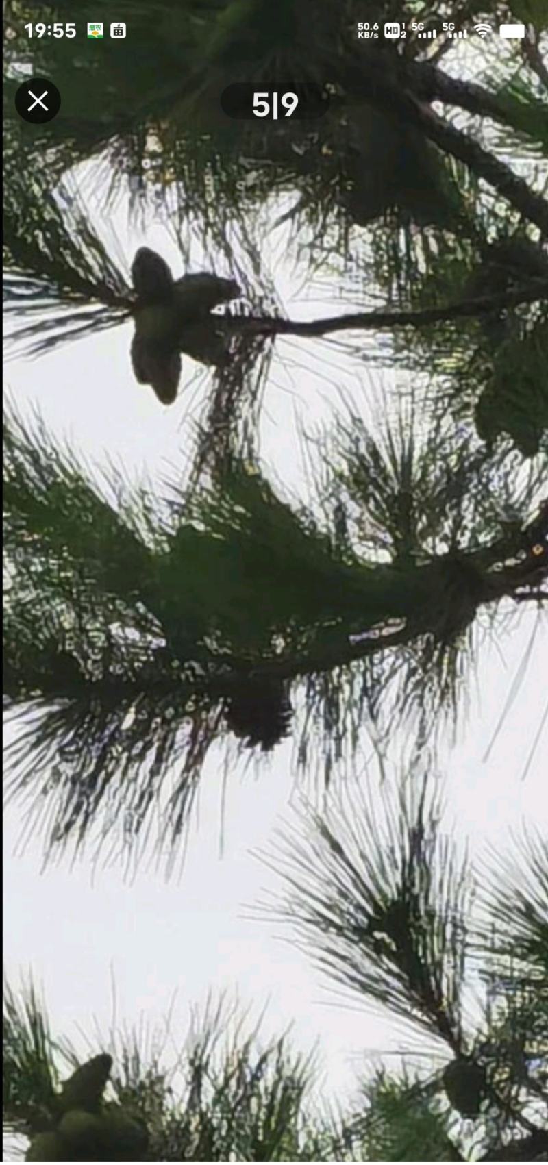 河南南阳松塔马尾松塔量大优惠欢迎咨询采购