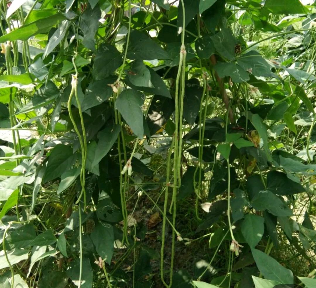 长豆角春季种植现场,农民正在搭架引蔓 长豆角春季种植现场