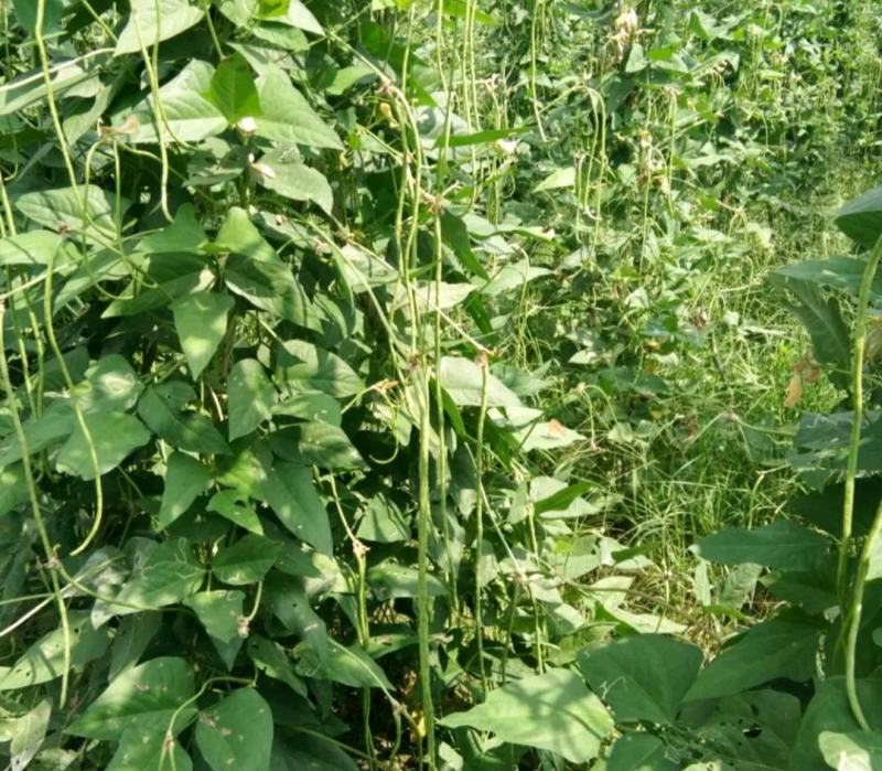 豆角，长豆角，产地直发，现摘现发，质量保证，欢迎采购